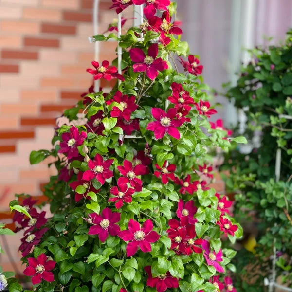 🏆Over 65,000 SOLD!🌸Clematis Seeds in Mixed Colors. The Rare Bloom Wall Few Have-FO