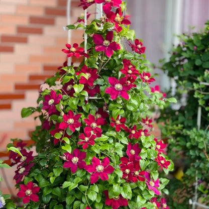 🏆Over 65,000 SOLD!🌸Clematis Seeds in Mixed Colors. The Rare Bloom Wall Few Have-FO