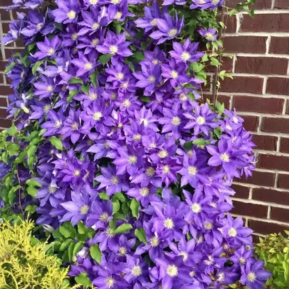 🏆Over 65,000 SOLD!🌸Clematis Seeds in Mixed Colors. The Rare Bloom Wall Few Have-FO