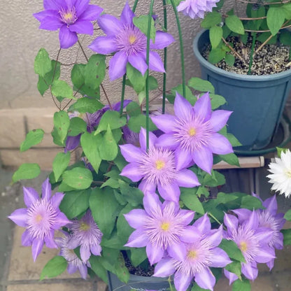 🏆Over 65,000 SOLD!🌸Clematis Seeds in Mixed Colors. The Rare Bloom Wall Few Have-FO