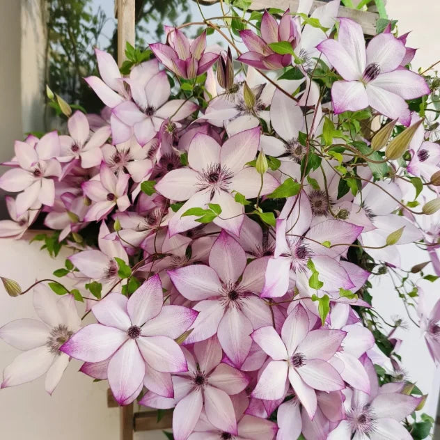 🏆Over 65,000 SOLD!🌸Clematis Seeds in Mixed Colors. The Rare Bloom Wall Few Have-FO