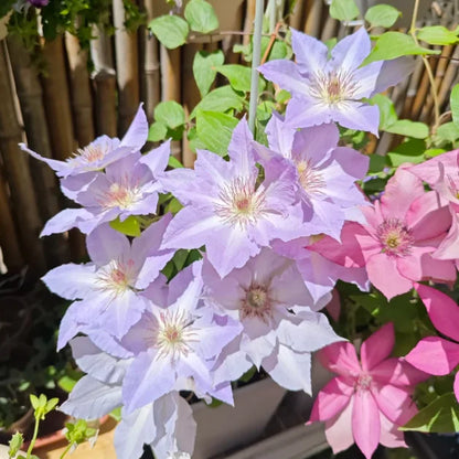 🏆Over 65,000 SOLD!🌸Clematis Seeds in Mixed Colors. The Rare Bloom Wall Few Have-FO