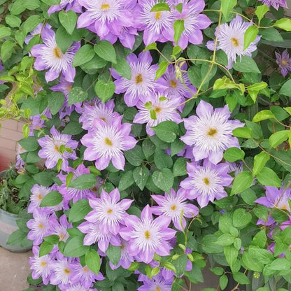 🏆Over 65,000 SOLD!🌸Clematis Seeds in Mixed Colors. The Rare Bloom Wall Few Have-FO