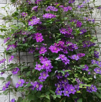 🏆Over 65,000 SOLD!🌸Clematis Seeds in Mixed Colors. The Rare Bloom Wall Few Have-FO