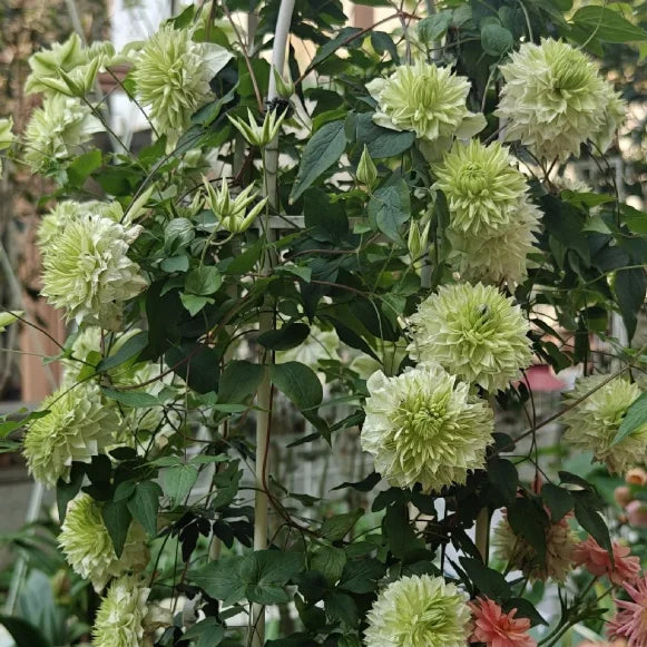 🏆Over 65,000 SOLD!🌸Clematis Seeds in Mixed Colors. The Rare Bloom Wall Few Have-FO