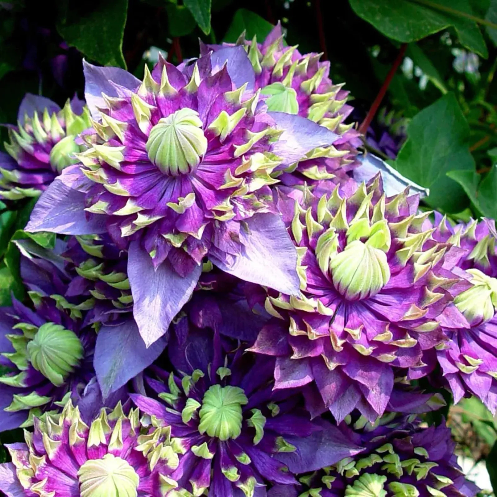 200 Seeds ➔ Lush Harvest (Most Popular - Save 50%)