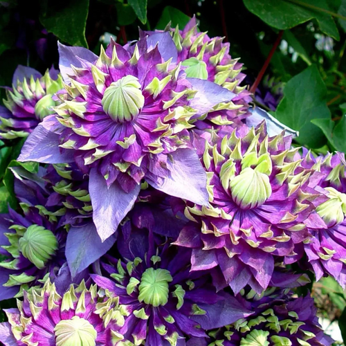 🏆Over 65,000 SOLD!🌸Clematis Seeds in Mixed Colors. The Rare Bloom Wall Few Have-FO