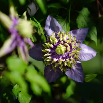 🏆Over 65,000 SOLD!🌸Clematis Seeds in Mixed Colors. The Rare Bloom Wall Few Have-FO