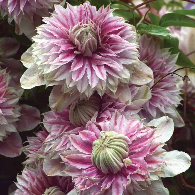 🏆Over 65,000 SOLD!🌸Clematis Seeds in Mixed Colors. The Rare Bloom Wall Few Have-FO
