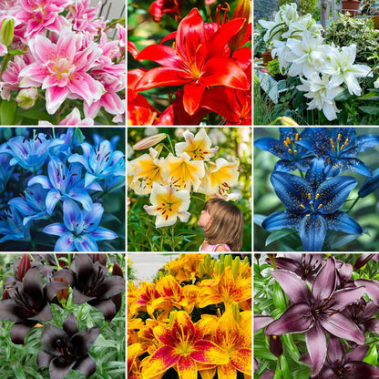 🏆Flash Sale⚡ 90K+ SOLD!-🌸Rare Lily Bulbs |✨50-Year Shelf Life -KKK