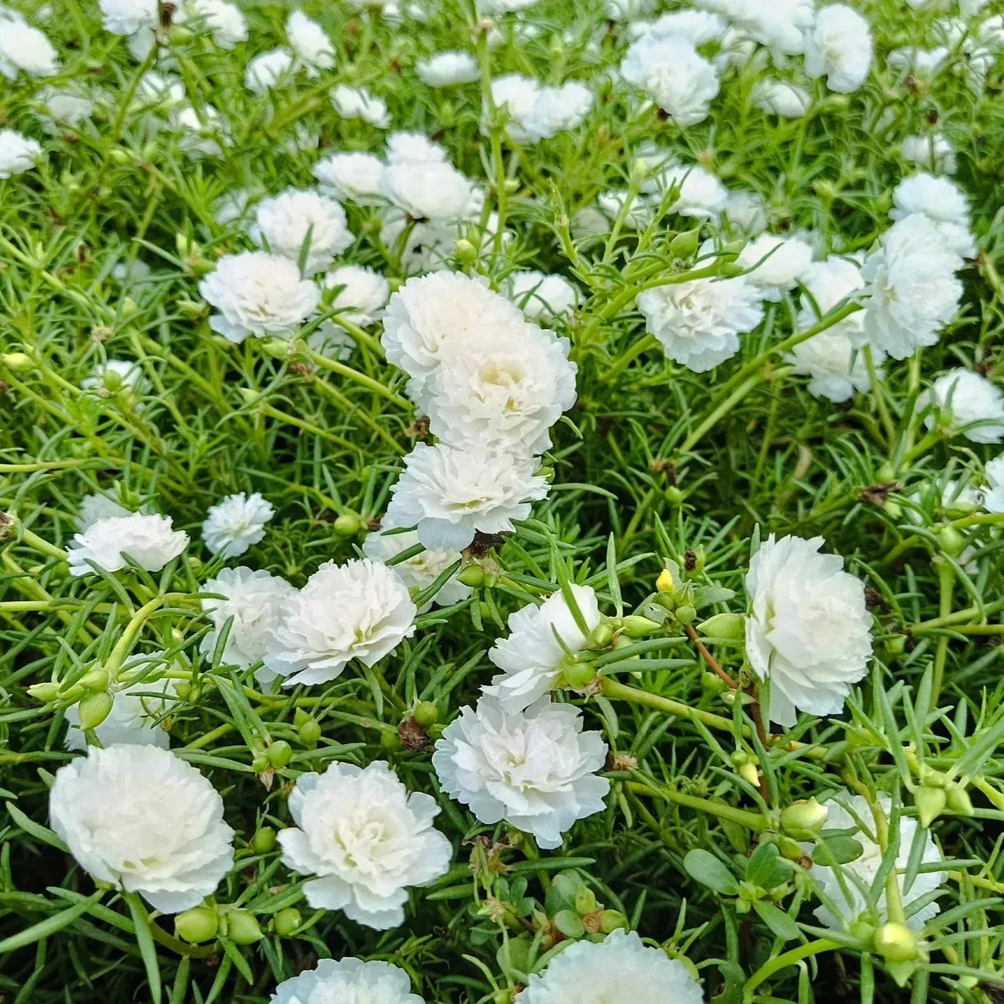 🌼10000 Pcs Muti-color double petal sunflower seeds-EV