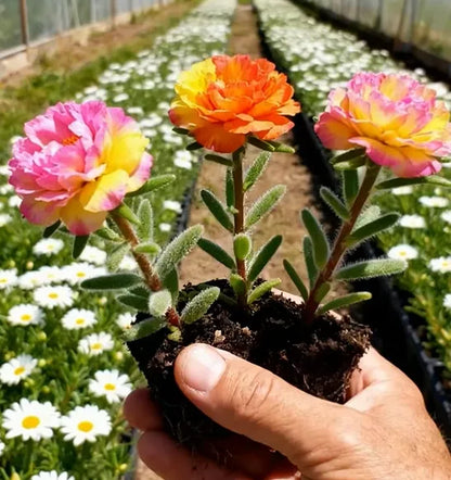 🌼10000 Pcs Muti-color double petal sunflower seeds-EV