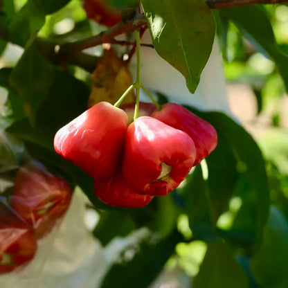 🏡 Farm Fresh, Straight to Your Door🍎 Grow Your Own Wax Apple Tree – Easy-Care & Perfect for Beginners!-ZZZ