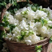 Let jasmine blooms fill your home with fragrance! Our jasmine brings charm to any room and purifies the air. Limited-time offer—bring the beauty home now!-BP