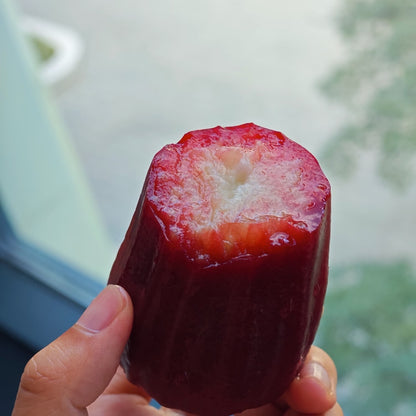 🏡 Farm Fresh, Straight to Your Door🍎 Grow Your Own Wax Apple Tree – Easy-Care & Perfect for Beginners!-ZZZ