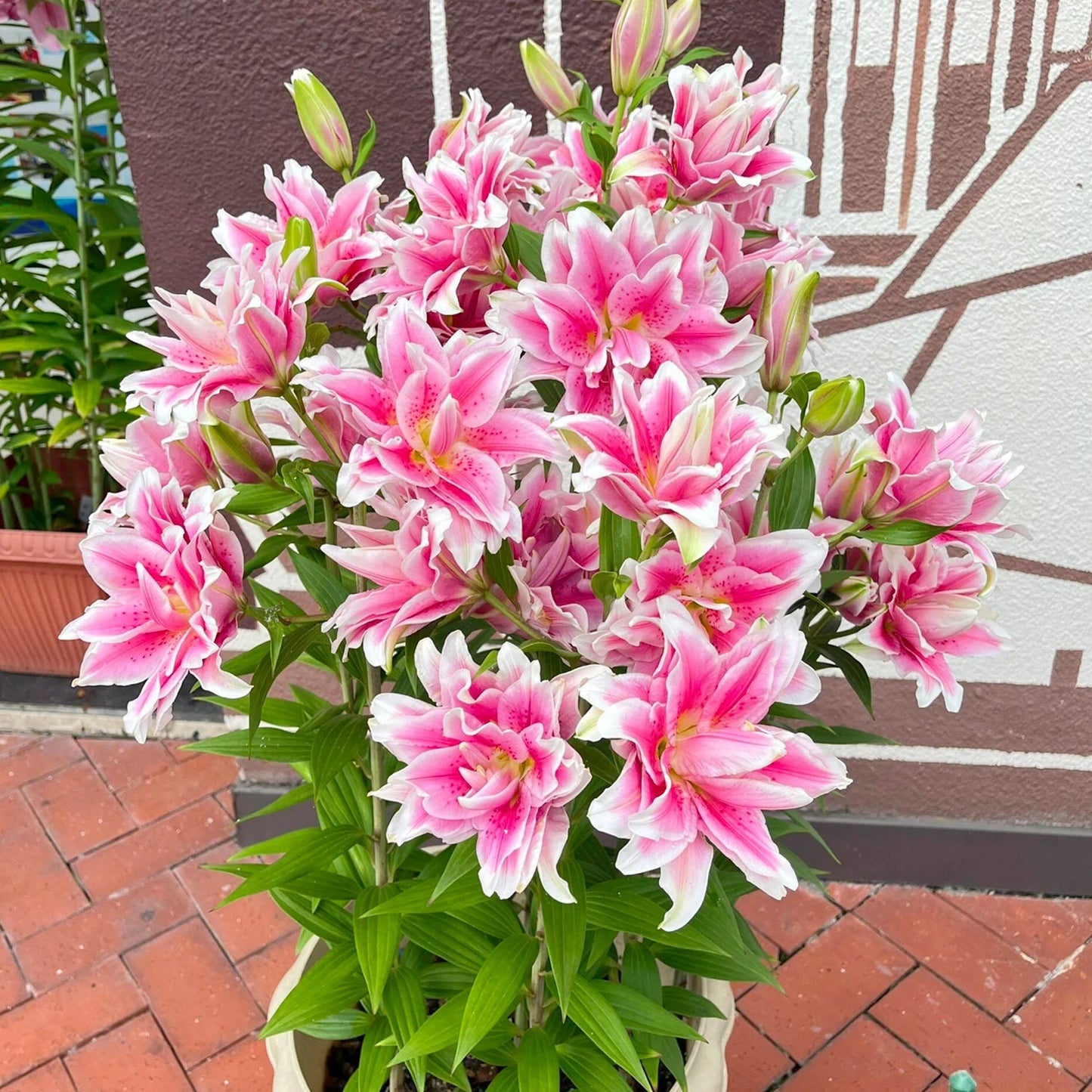🏆Flash Sale⚡ 90K+ SOLD!-🌸Rare Lily Bulbs |✨50-Year Shelf Life -KKK