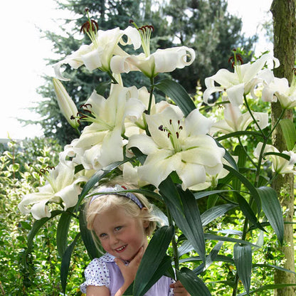🏆Flash Sale⚡ 90K+ SOLD!-🌸Rare Lily Bulbs |✨50-Year Shelf Life -KKK