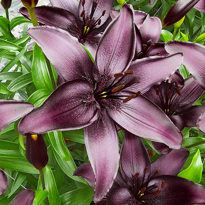 🏆Flash Sale⚡ 90K+ SOLD!-🌸Rare Lily Bulbs |✨50-Year Shelf Life -KKK