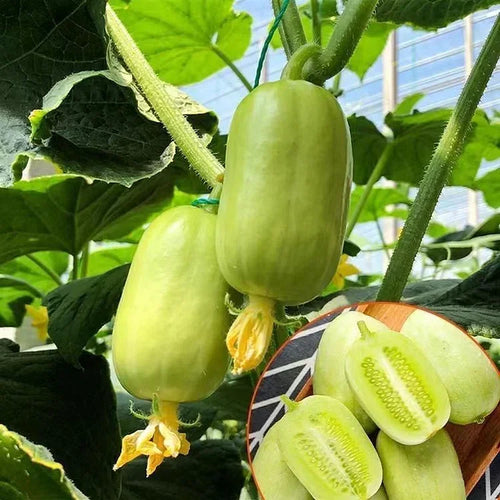 🥒 Jade Cucumber — High-Yield Gynoecious Variety (100 Seeds) -KKK