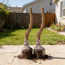 Sweet Honey Peach Tree Sapling | Delicious Homegrown Fruit | Self-Fertile Variety | Vigorous Root System | Perfect for Backyard Gardens & Outdoor Planting | Simple Care & Low Maintenance | Great for Gardening Enthusiasts & Beginners-BP