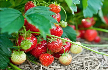 Cream Strawberry Seeds benefit image 1