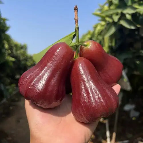 🏡 Farm Fresh, Straight to Your Door🍎 Grow Your Own Wax Apple Tree – Easy-Care & Perfect for Beginners!-ZZZ