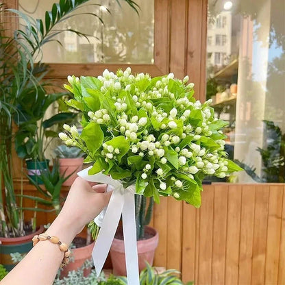Let jasmine blooms fill your home with fragrance! Our jasmine brings charm to any room and purifies the air. Limited-time offer—bring the beauty home now!-BP