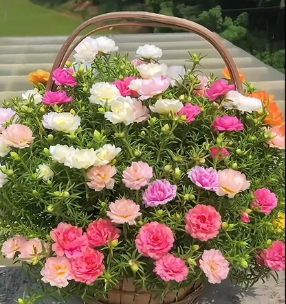 🌼10000 Pcs Muti-color double petal sunflower seeds-EV