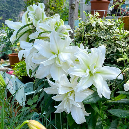 🏆Flash Sale⚡ 90K+ SOLD!-🌸Rare Lily Bulbs |✨50-Year Shelf Life -KKK