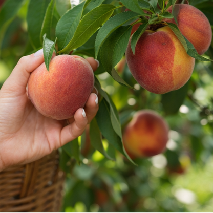🍑Ultra-Sweet Juicy Peach Tree Planting Kit -KKK