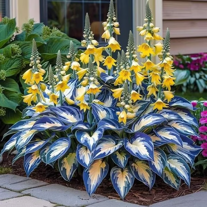 💥LAST DAY SALE 50%OFF💥🌿Premium Rare Hosta Seeds -KKK