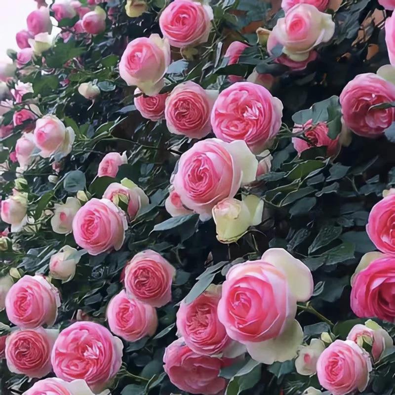 🌺 Premium Climbing Rose Seeds | 3-Day Germination |🌹 18 Mixed Color Varieties for Elegant Gardens -KKK