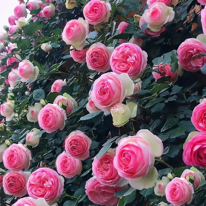 🌺 Premium Climbing Rose Seeds | 3-Day Germination |🌹 18 Mixed Color Varieties for Elegant Gardens -KKK