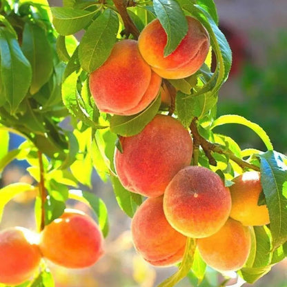 🍑Ultra-Sweet Juicy Peach Tree Planting Kit -KKK