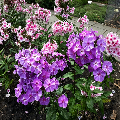 🔥50K+ SOLD! Grow Your Dream Garden: Non-Stop Blooming Clematis Seeds – Bloom All Summer Long!-EV