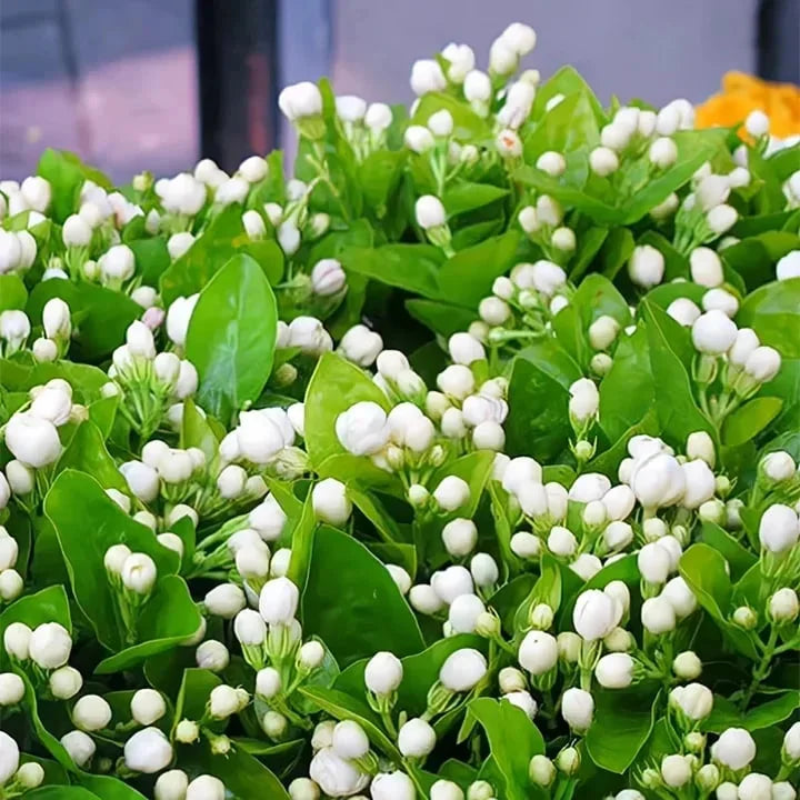 Let jasmine blooms fill your home with fragrance! Our jasmine brings charm to any room and purifies the air. Limited-time offer—bring the beauty home now!-BP