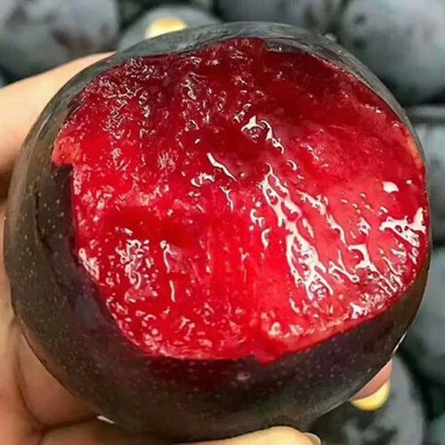 🌱Plum Growing Kit – Sweet Fruit Tree for Home Garden-ZZZ