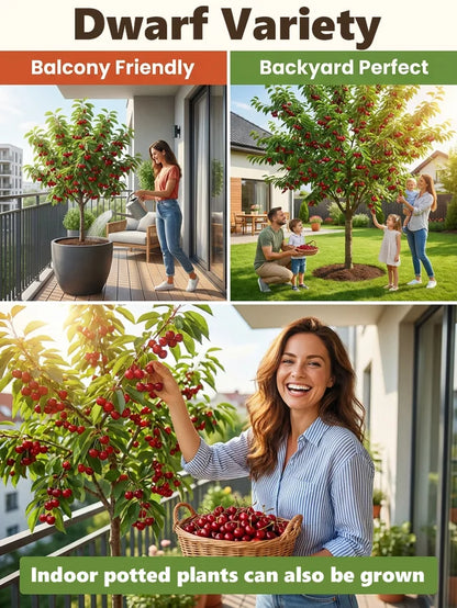 🌿Extra Large Goma Harry Cherry🍒 – Easy to grow on your porch and balcony at home-TY