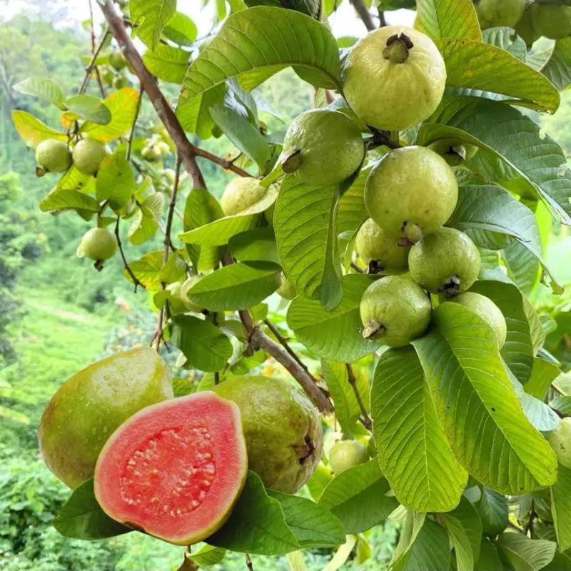 Guava Seeds, suitable for potted plants, greenhouses and outdoor gardens, easy-to-cultivate fruit tree seeds-OA