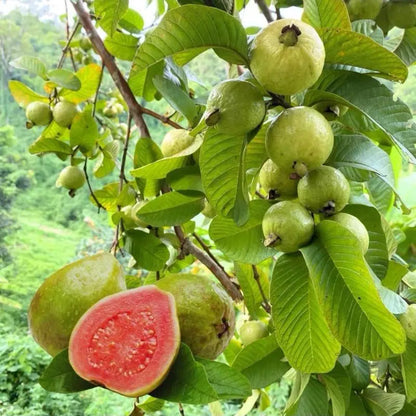 Guava Seeds, suitable for potted plants, greenhouses and outdoor gardens, easy-to-cultivate fruit tree seeds-OA