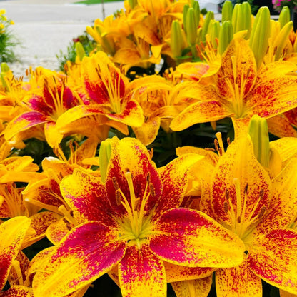 🏆Flash Sale⚡ 90K+ SOLD!-🌸Rare Lily Bulbs |✨50-Year Shelf Life -KKK