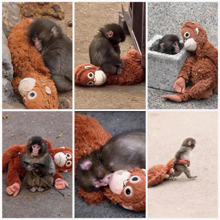 🏆Last Day 75% OFF-🔥Emotional Support Monkey Coin🐒 -KKK