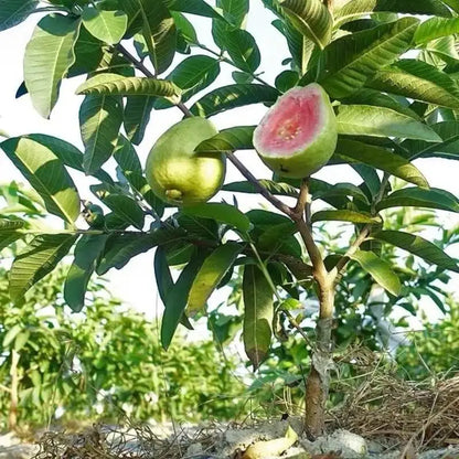 Guava Seeds, suitable for potted plants, greenhouses and outdoor gardens, easy-to-cultivate fruit tree seeds-OA