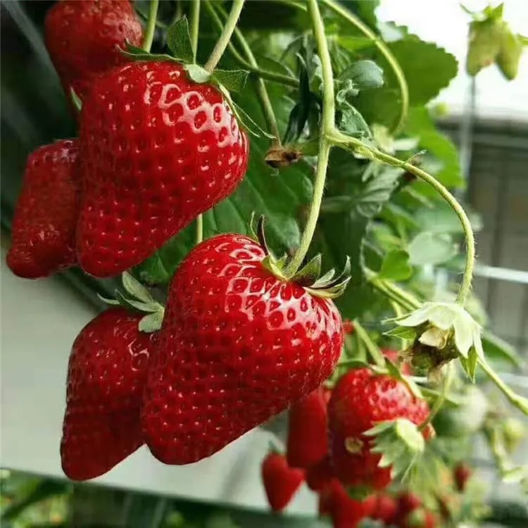 Cream Strawberry Seeds benefit image 4