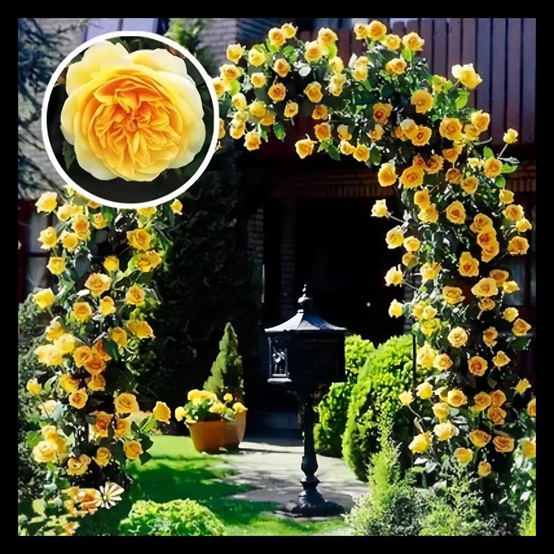 🌺 Premium Climbing Rose Seeds | 3-Day Germination |🌹 18 Mixed Color Varieties for Elegant Gardens -KKK