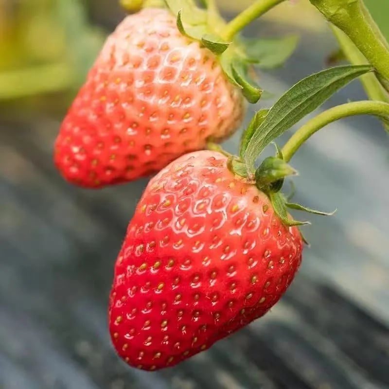 Cream Strawberry Seeds benefit image 3