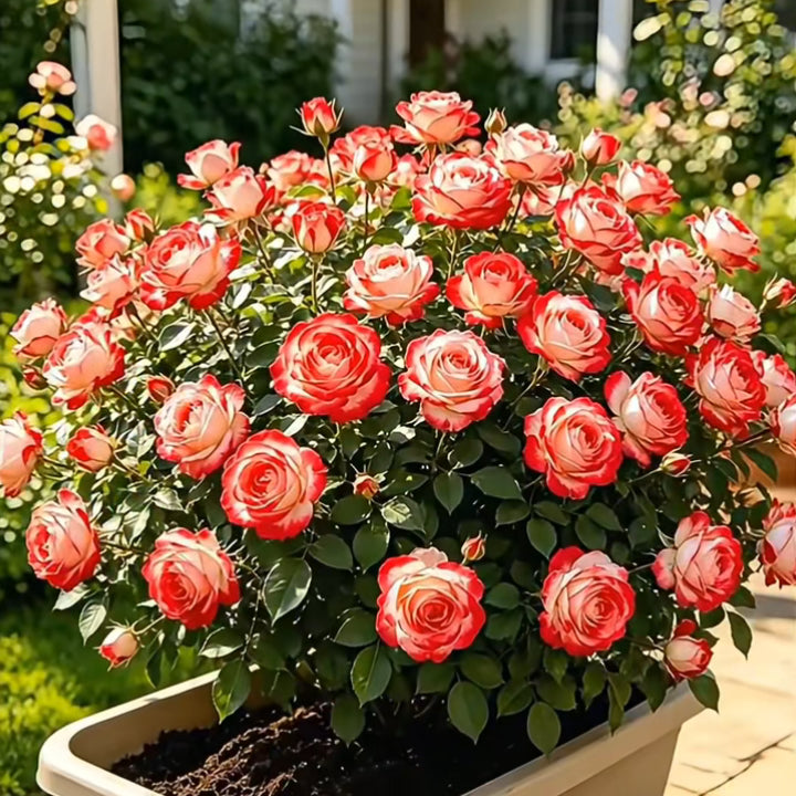 🌺 Premium Climbing Rose Seeds | 3-Day Germination |🌹 18 Mixed Color Varieties for Elegant Gardens -KKK
