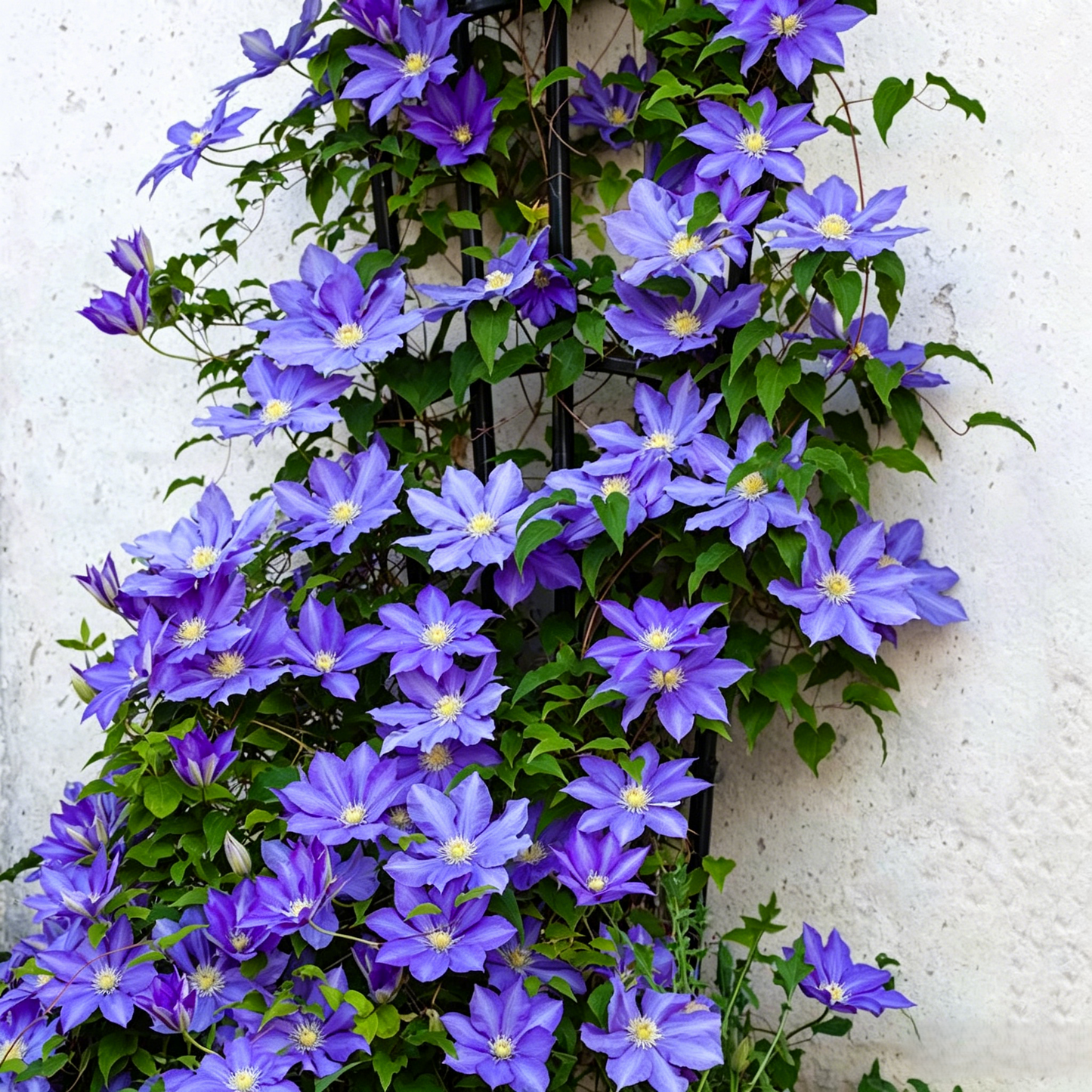 🔥50K+ SOLD! Grow Your Dream Garden: Non-Stop Blooming Clematis Seeds – Bloom All Summer Long!-EV