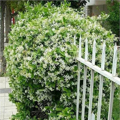 Let jasmine blooms fill your home with fragrance! Our jasmine brings charm to any room and purifies the air. Limited-time offer—bring the beauty home now!-BP