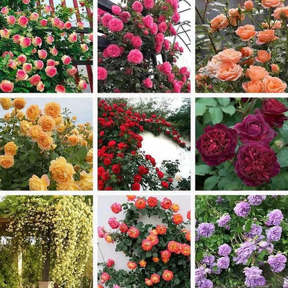 🌺 Premium Climbing Rose Seeds | 3-Day Germination |🌹 18 Mixed Color Varieties for Elegant Gardens -KKK